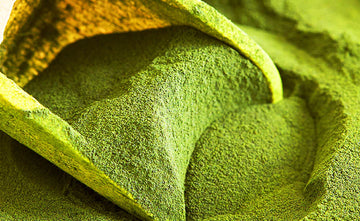 Super Greens Powders Address Gut Health for Wellness Enthusiasts