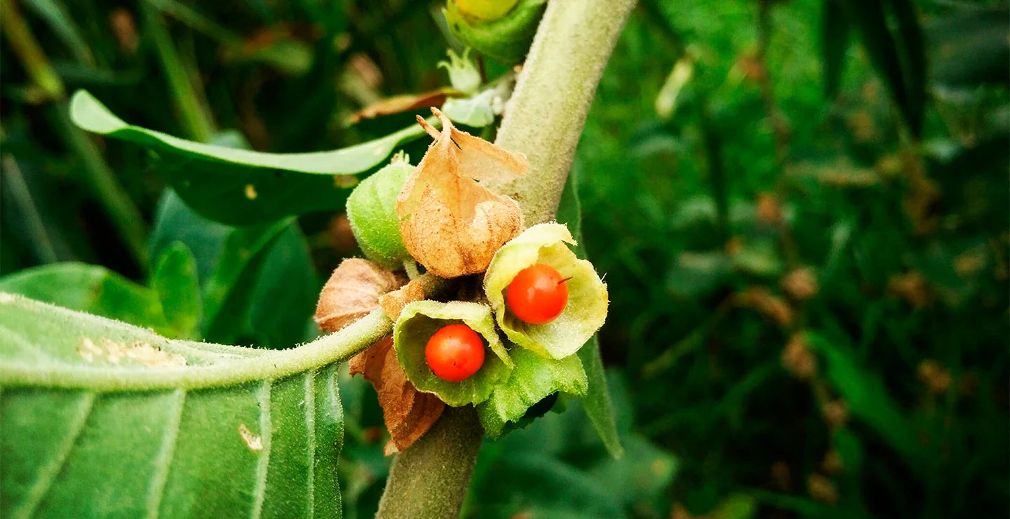 Researchers Examine Ashwagandhas Role in Reducing Anxiety