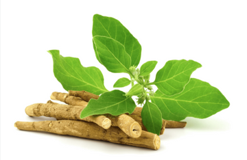 Ashwagandha Research Highlights Bioengineering Advances for Compound Production