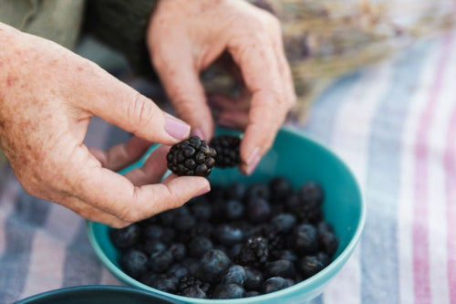 How Elderberry Extracts Are Gaining Popularity as a Seasonal Immune Booster