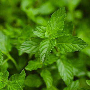 Peppermint Oil
