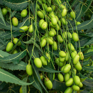 The Power of Natural Neem