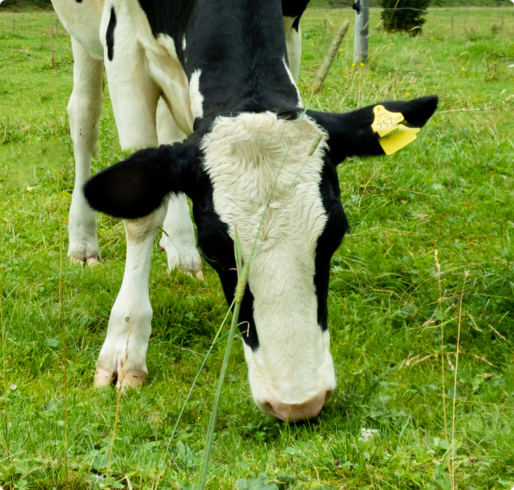 Grass-fed whey and collagen