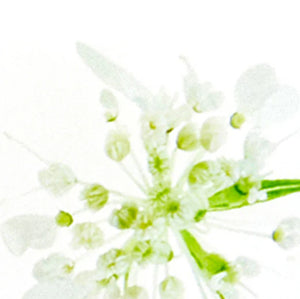 Elderflower