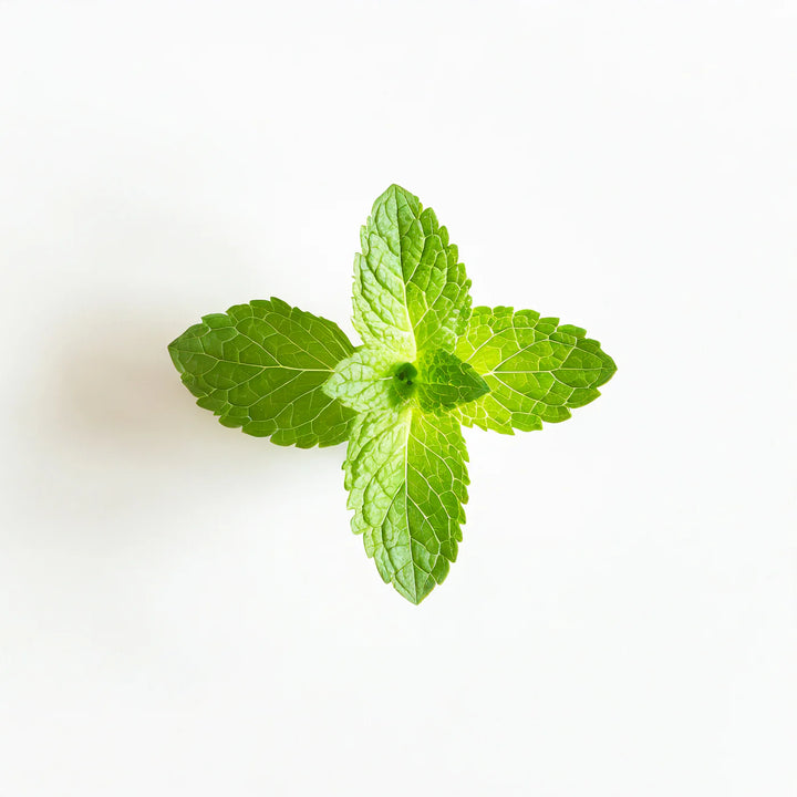 Organic Peppermint