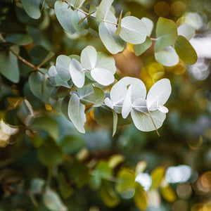 Eucalyptus Oil