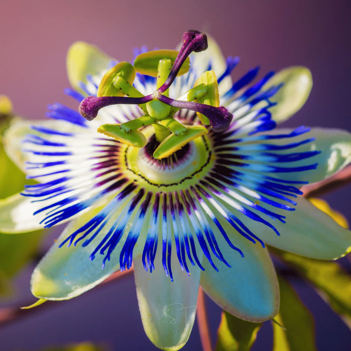 +passionflower