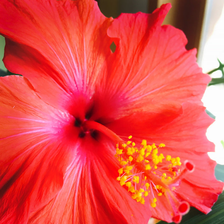 +hibiscus