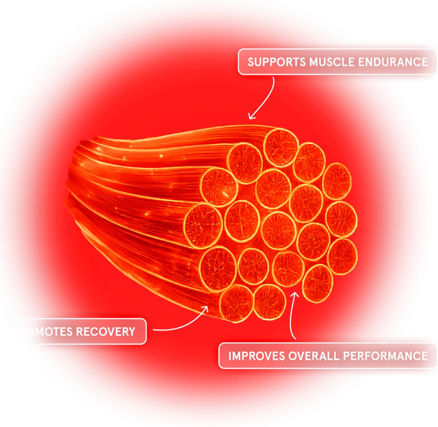 Illustration showing 660 nm red light supporting muscle recovery and endurance
