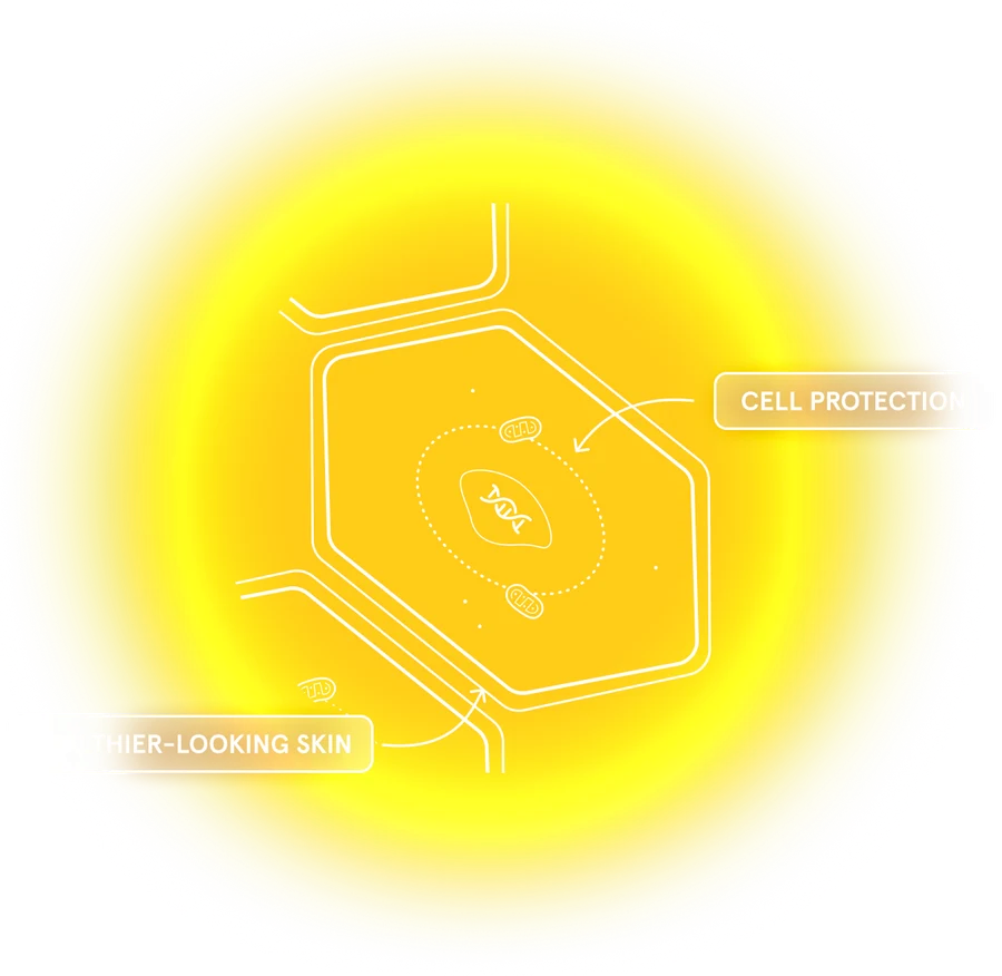 Illustration showing 590 nm amber light supporting skin cells and healthier-looking skin