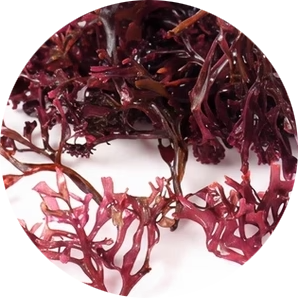 Irish Sea Moss