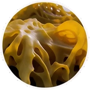 Sea Kelp Extract