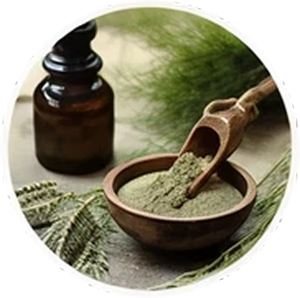 Horsetail Extract