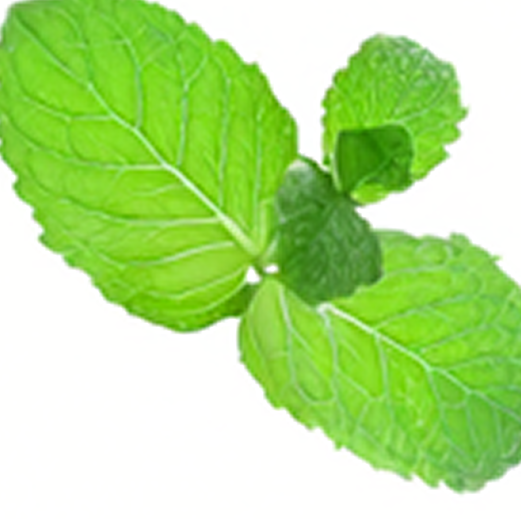 +wild mint
