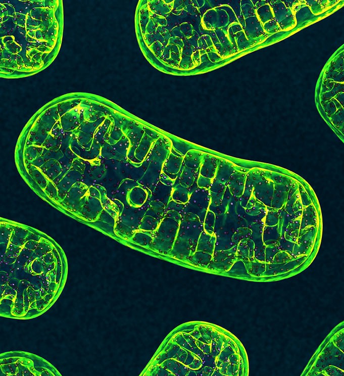 Qualia Mitochondria+ - Amplify Cellular Energy for Longevity
