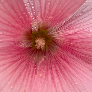 Hibiscus