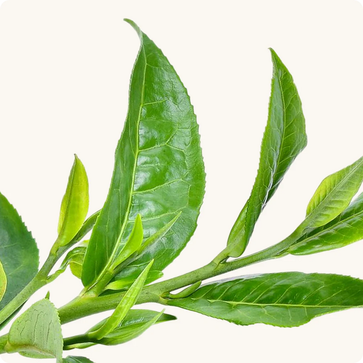 L-Theanine
