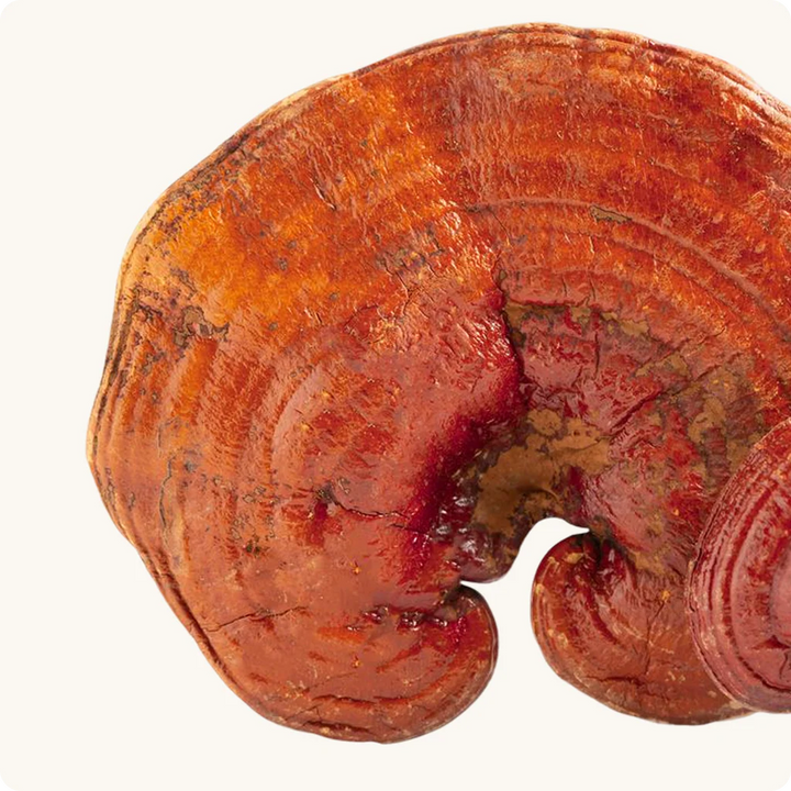 Reishi Mushroom