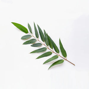 Organic Eucalyptus