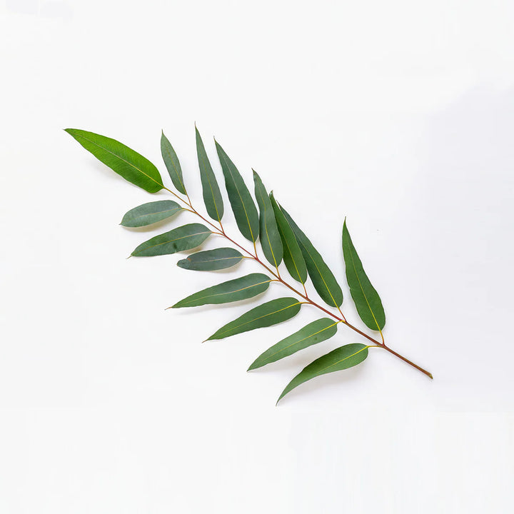 Organic Eucalyptus