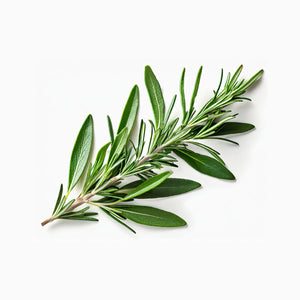 Organic Rosemary