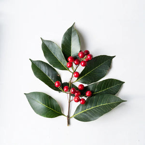 Organic Wintergreen