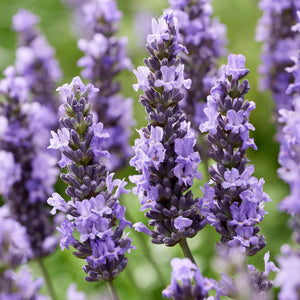 Lavender Oil