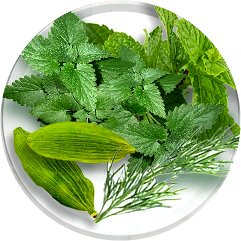 PEPPERMINT, SPEARMINT, FENNEL & CARDAMOM