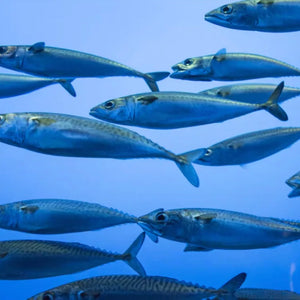 Sardines